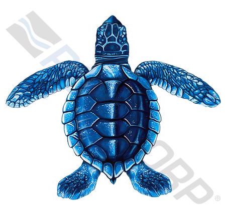 5" BLUE BABY TURTLE C